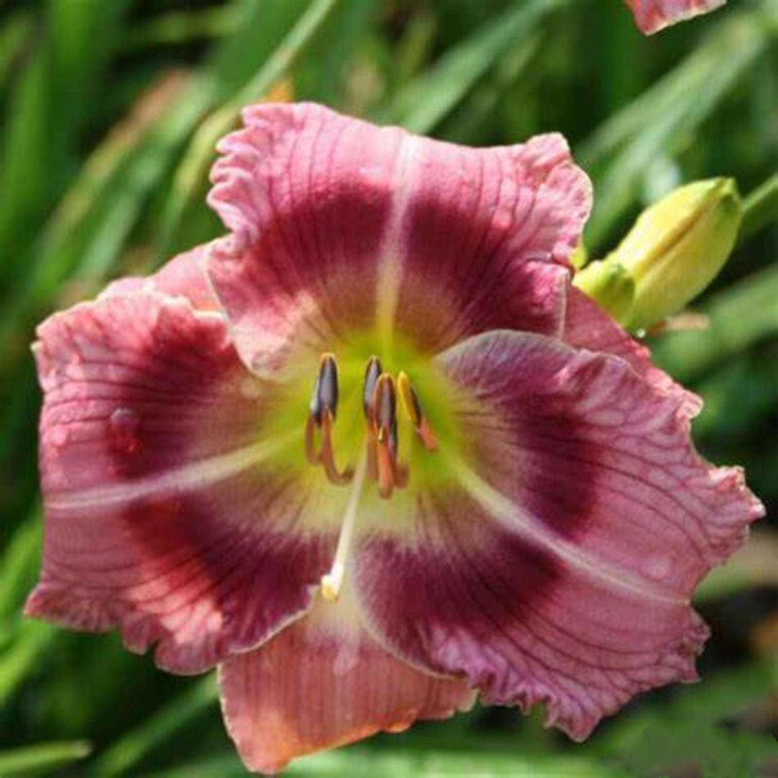 Daylily roots Tubers Mysterious Daylilies bulbs for planting Beautiful ...