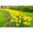 thumbnail image 1 of Days of Daffodils - 50 Yellow Daffodil Bulbs - Narcissus Large Giant Bulbs - Ships from Iowa, USA, 1 of 1