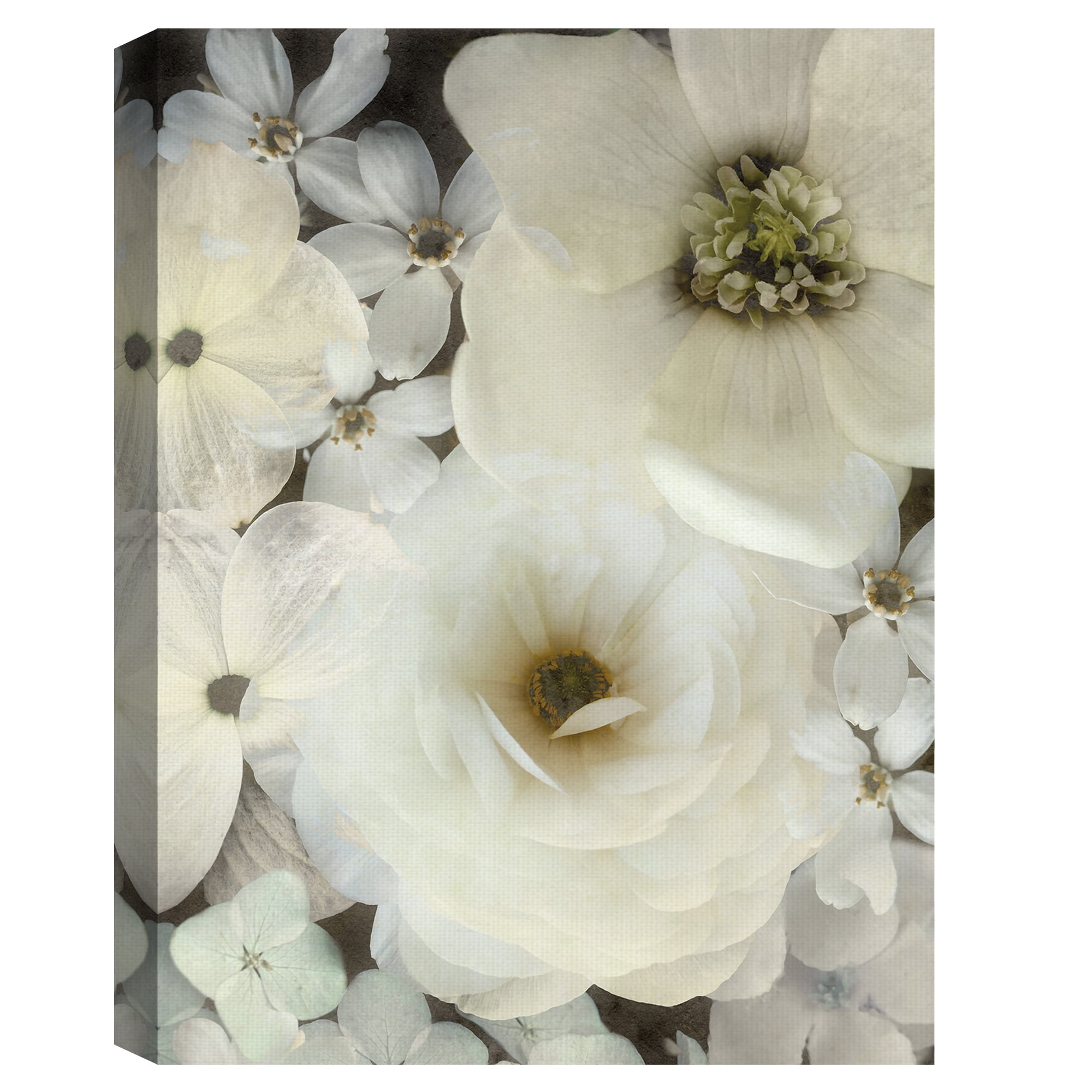 Dazed Delight by Collezione Botanica Floral Photograph Canvas Art