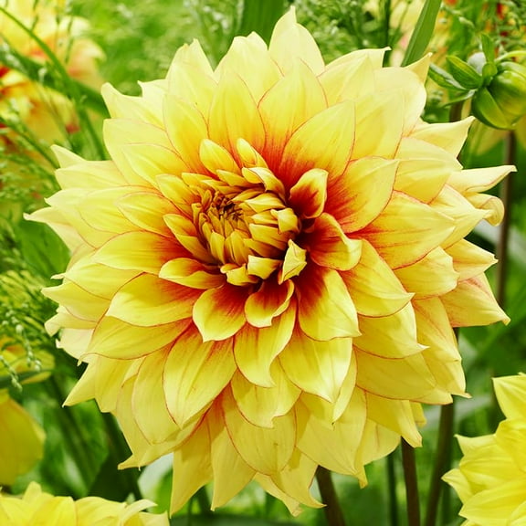 Dazzling Sun Dinnerplate Dahlia Flower Tuber - Huge Blooms up to 8" Wide - Blooms All Summer - Grows Well in Containers - Good as Cut Flowers - Deer Resistant