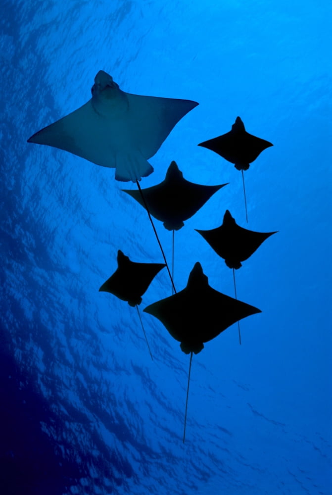 [Dc] Galapagos Six Spotted Eagle Rays (Aetobatus Narinari) View From Below B1924 Canvas Art - Dave Fleetham Design Pics (12 x 19)