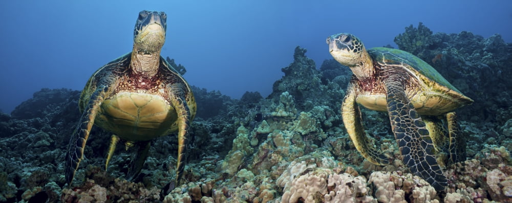 [Dc] Hawaii Green Sea Turtles (Chelonia Mydas) An Endangered Species Canvas Art - Dave Fleetham Design Pics (36 x 14)