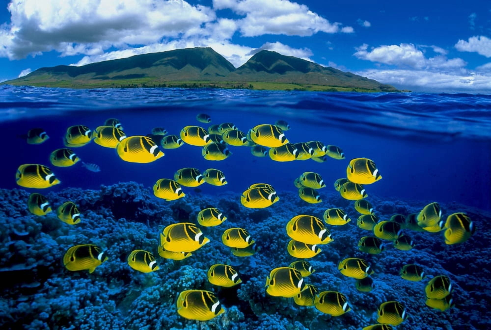 [Dc] Hawaii Maui OverUnder Raccoon Butterflyfish (Chaetodon Lunula) B1929 Canvas Art - Dave Fleetham Design Pics (19 x 12)