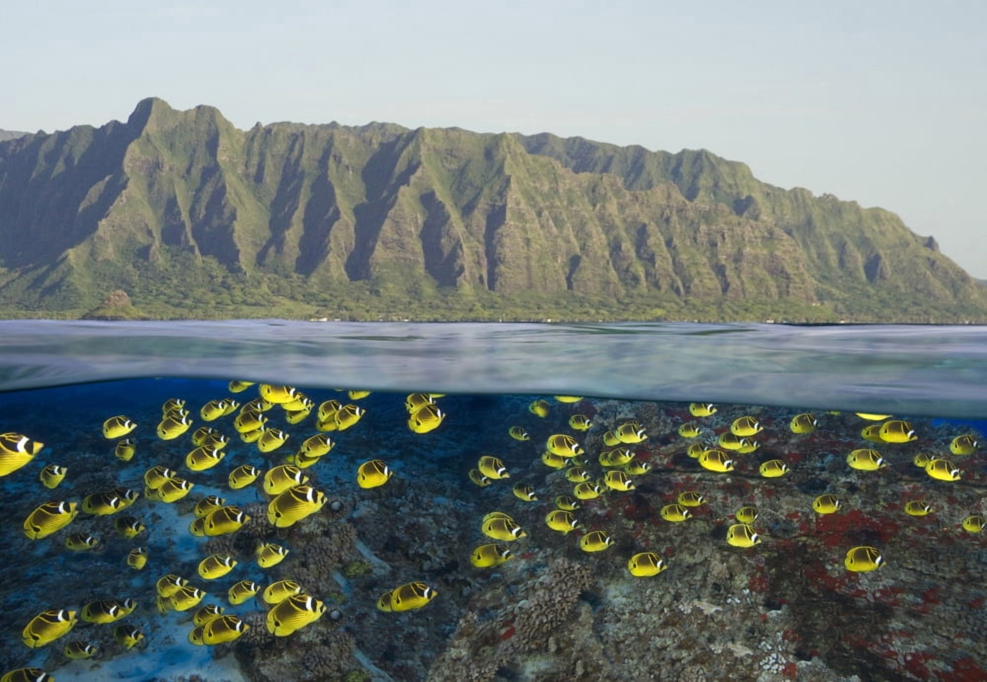 [Dc] Hawaii Oahu Split View Of A School Of Racoon Butterflyfish (Chaetodon Lunula) Along Reef And Mountain Range Canvas Art - Dave Fleetham Design Pics (20 x 14)
