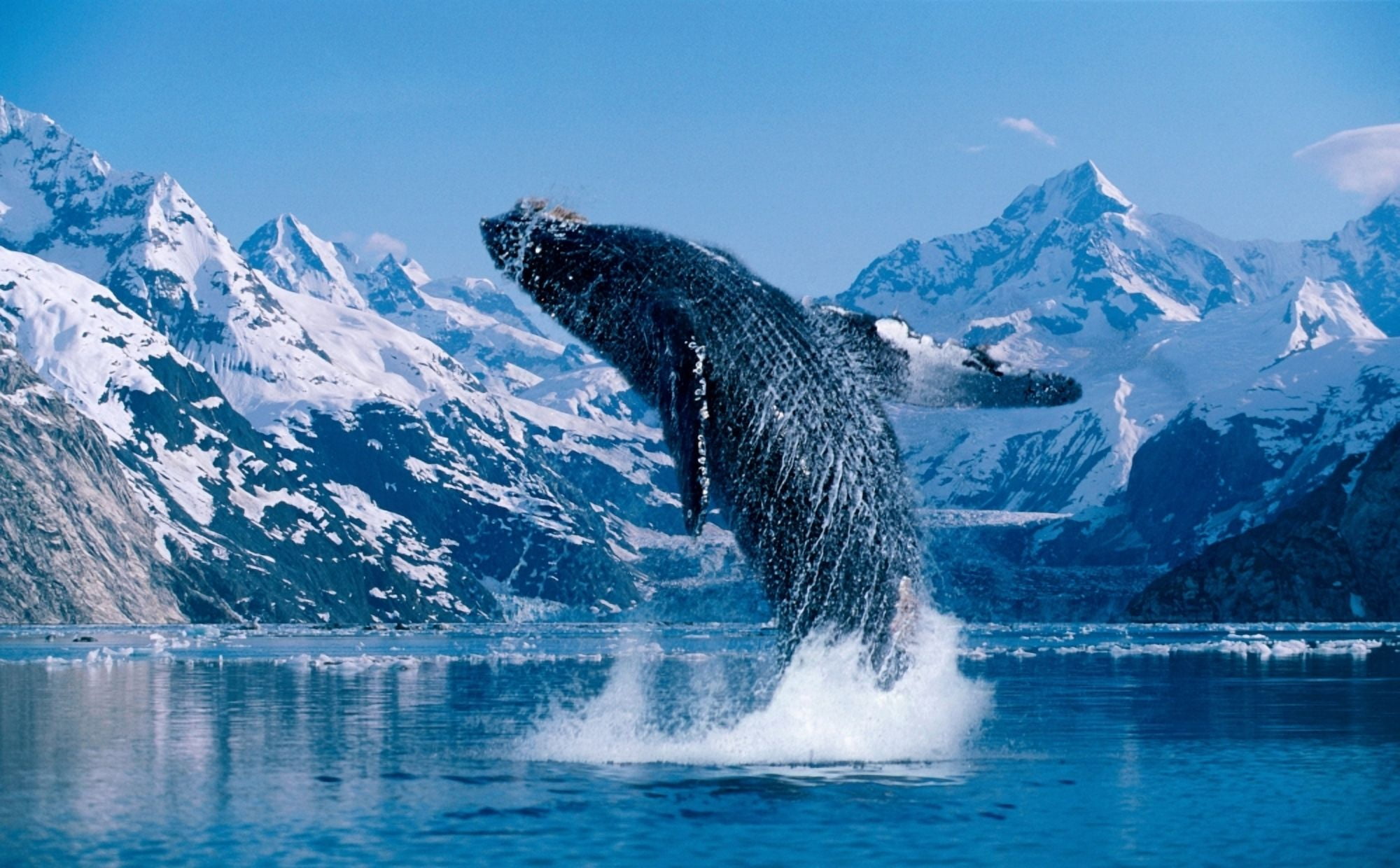 [Dc] Humpback Whale (Megaptera Novaeangliae) Breaching Snowcapped Mountains Background C2040 Canvas Art - John Hyde Design Pics (38 x 24)