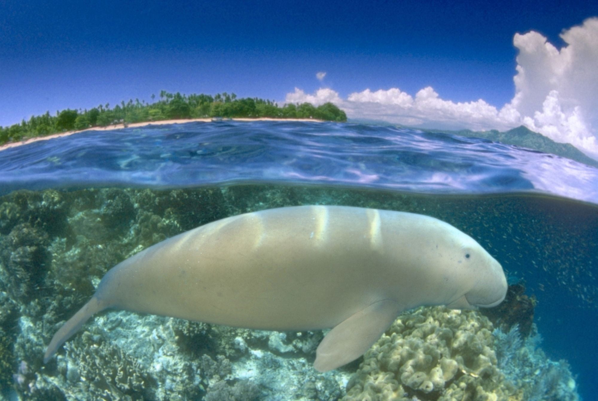 [Dc] Indonesia OverUnder Dugong (Dugong Dugon) Close-Up Blue Skies And Island Background Side View B1975 Canvas Art - Dave Fleetham Design Pics (19 x 12)