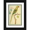 thumbnail image 1 of De Bevere, Pieter 17x24 Black Ornate Wood Framed with Double Matting Museum Art Print Titled - Alexandrine Parakeet, Right facing, 1 of 4