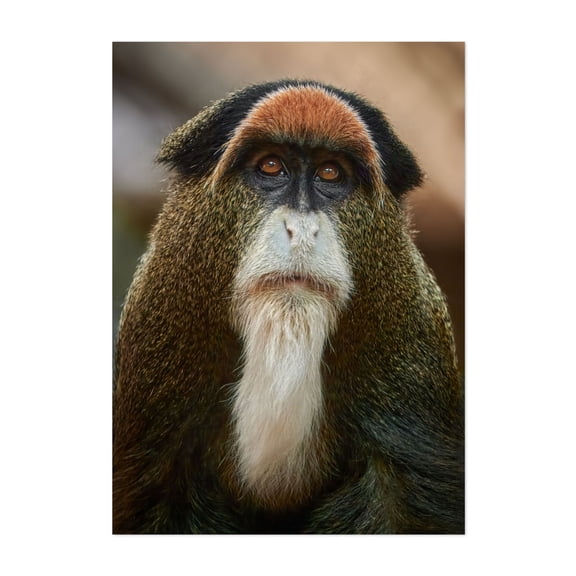 De Brazza's Monkey - Photography Wildlife Animal Portrait Nature Jungle Illustration Unframed Wall Art Print 8 x 12 inches