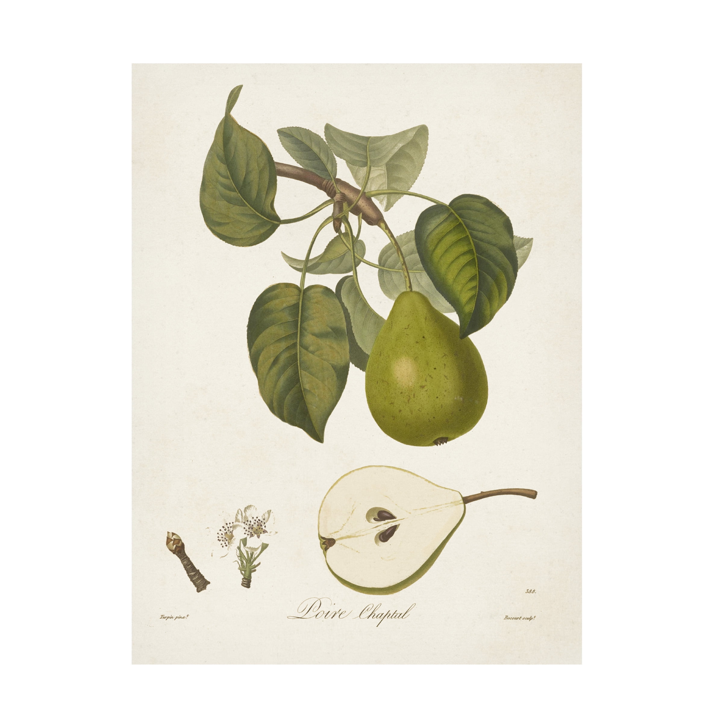De Langlois 'Vintage Pears VI' Canvas Art