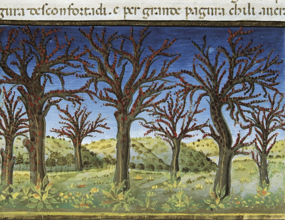 De Predis Cristoforo (1440-1486) Canvas Art - (24 x 18)
