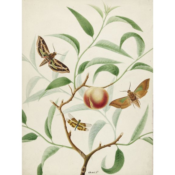 De Wit Peach Branch Two Exotic Butterflies Dragonfly Extra Large XL Wall Art Poster Print