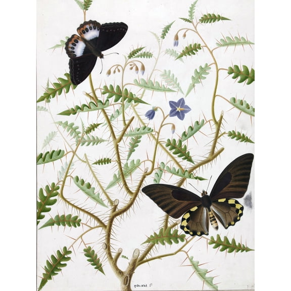 De Wit Two Exotic Butterflies Blooming Bush Extra Large XL Wall Art Poster Print