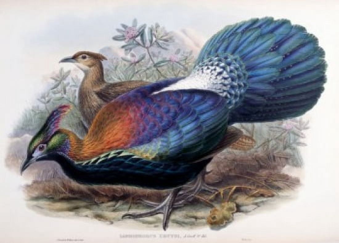 De lHuys Monal by John Gould (1804-1881) Canvas Art - John Gould (18 x 24)