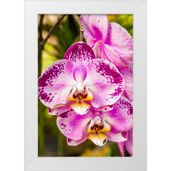 DeFreitas, Michael 17x24 White Modern Wood Framed Museum Art Print Titled - Flowers at the Puerto Vallarta Botanical Garden-Puerto Vallarta-Jalisco-Mexico