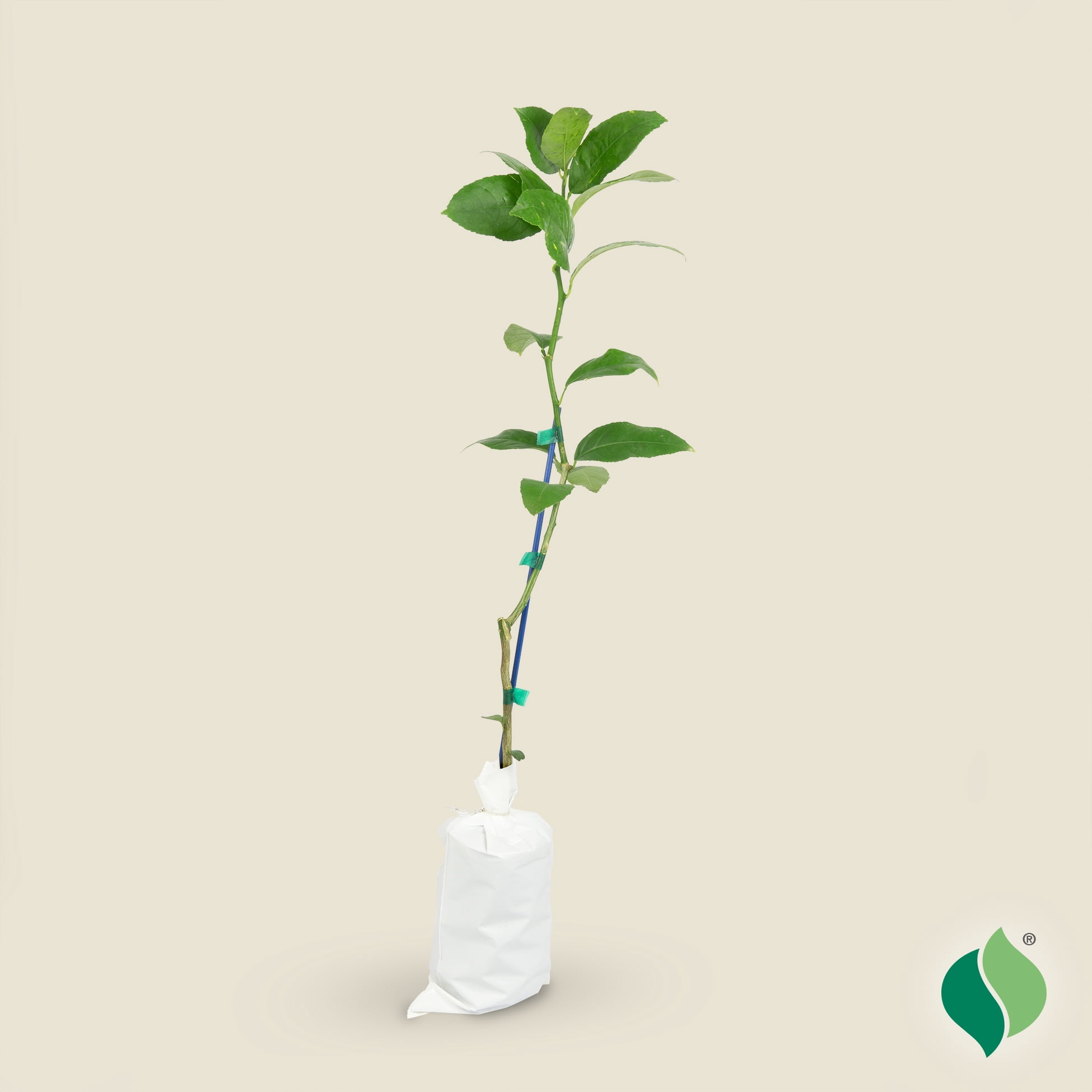 DeGroot 26" Improved Meyer Lemon Citrus Live Tree