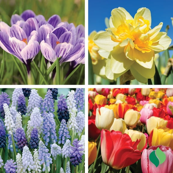 DeGroot 45 Days of Blooms Garden Mix Flower Plant Bulbs (50 Count)