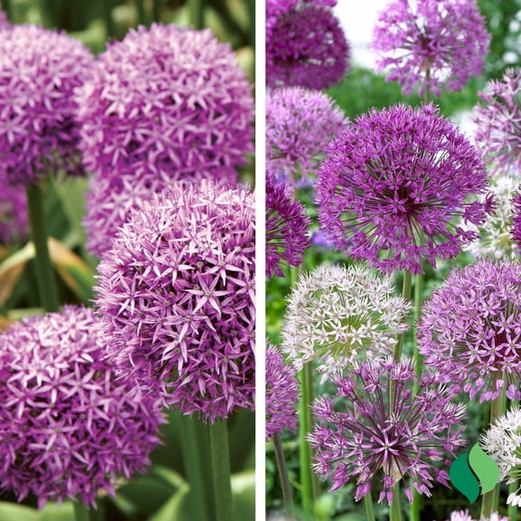 DeGroot Allium Medley Mix Flower Plant Bulbs (15 Count)