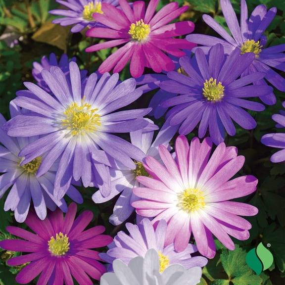 DeGroot Anemone, Blanda Mix Flower Plant Bulbs (12 Count)