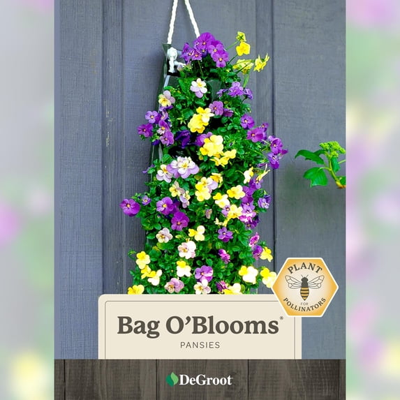 DeGroot Bag O'Blooms® Pansies Flower Seed, Attracts butterflies