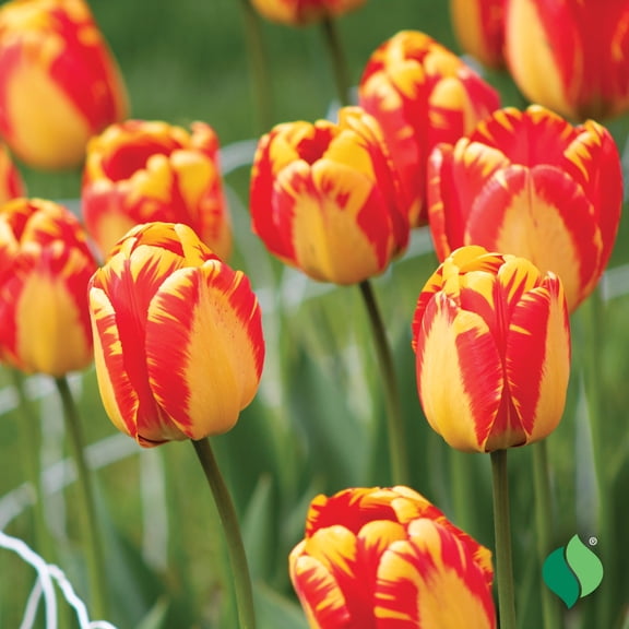 DeGroot Banja Luka Tulip Flower Plant Bulbs (12 Count)