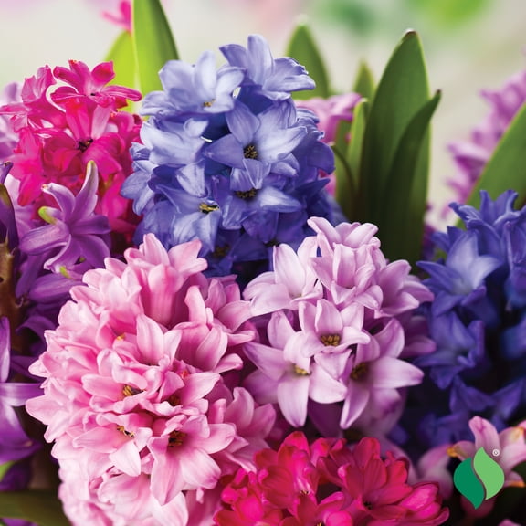 DeGroot Berry Hyacinth Mix Flower Plant Bulbs (12 Count)