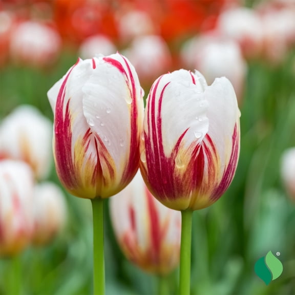 DeGroot Carnival De Rio Tulip Flower Plant Bulbs (12 Count)