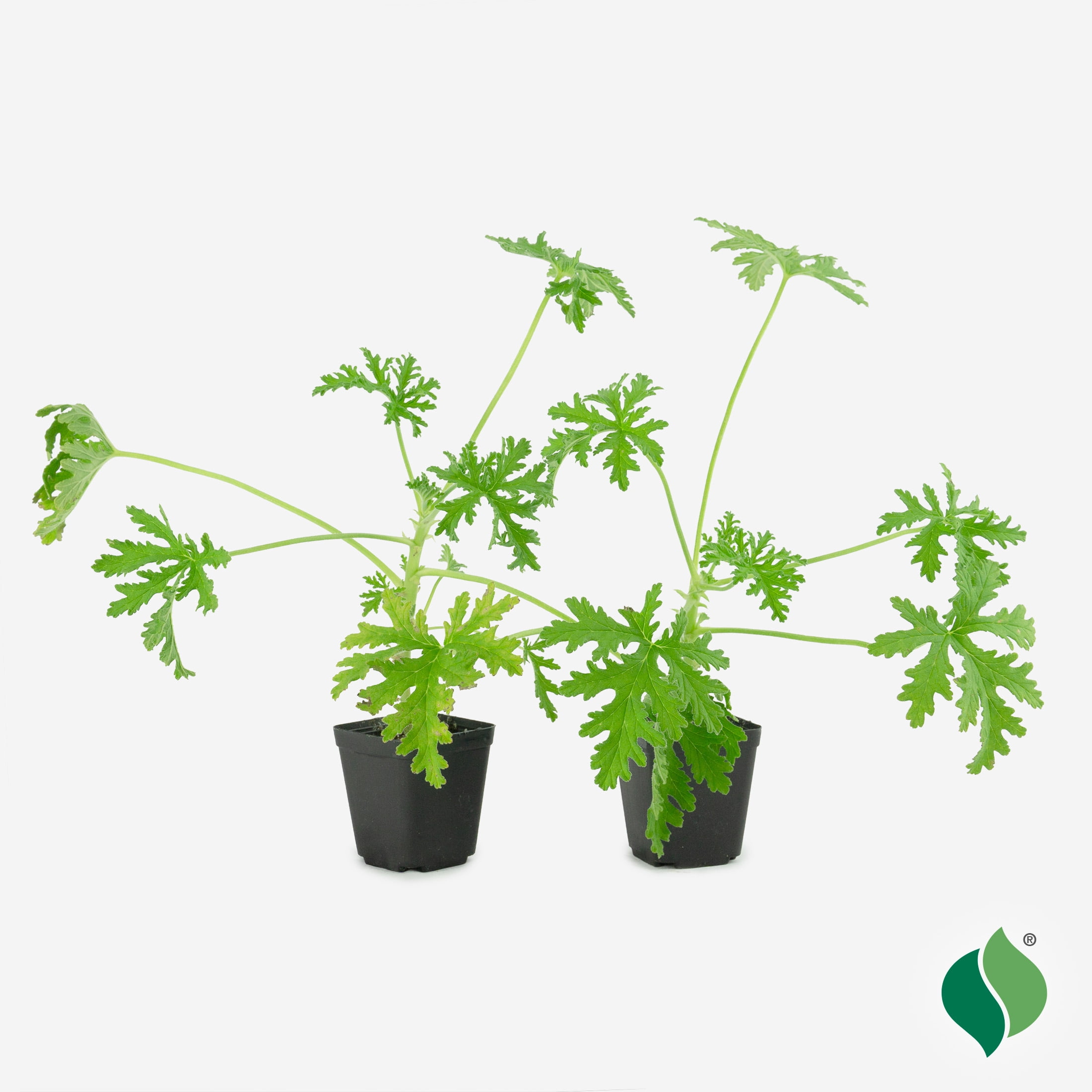 Hanging Citronella Plant