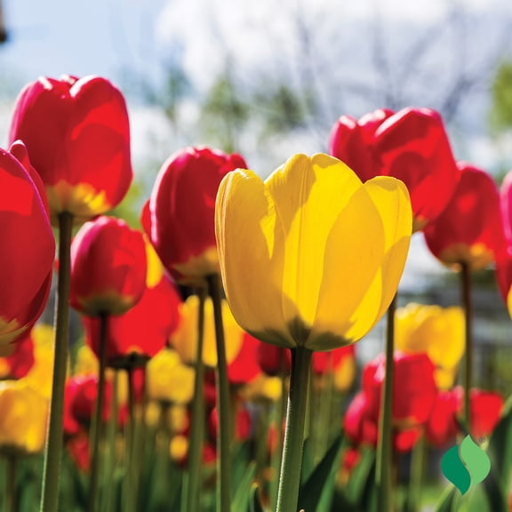 DeGroot Classic Mix Tulip Flower Plant Bulbs (25 Count)