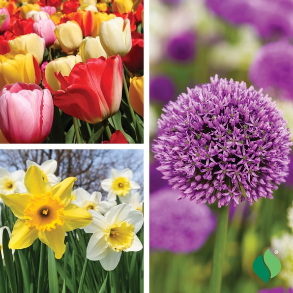 DeGroot Cut Flower Mix Flower Plant Bulbs (34 Count)