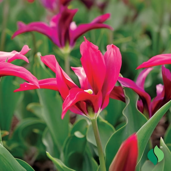 DeGroot 'Doll's Minuet' Tulip Flower Plant Bulbs (12 Count)
