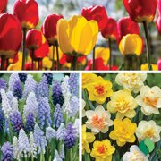 DeGroot Dutch Classics Bulb Trio Flower Plant Bulbs 26 Count