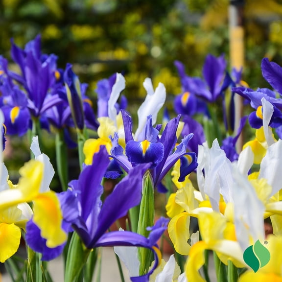 DeGroot Dutch Iris Mix Flower Plant Bulbs (12 Count)