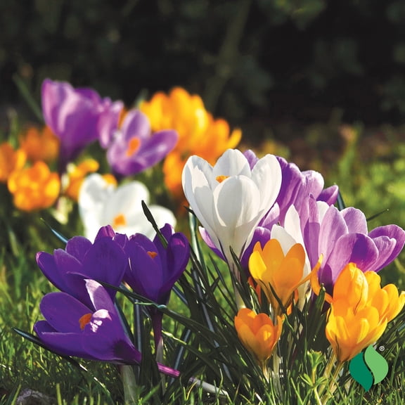 DeGroot Everything Crocus Mix Flower Plant Bulbs (12 Count)