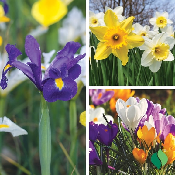 DeGroot Fall Bulb Classic Trio Flower Plant Bulbs (55 Count)