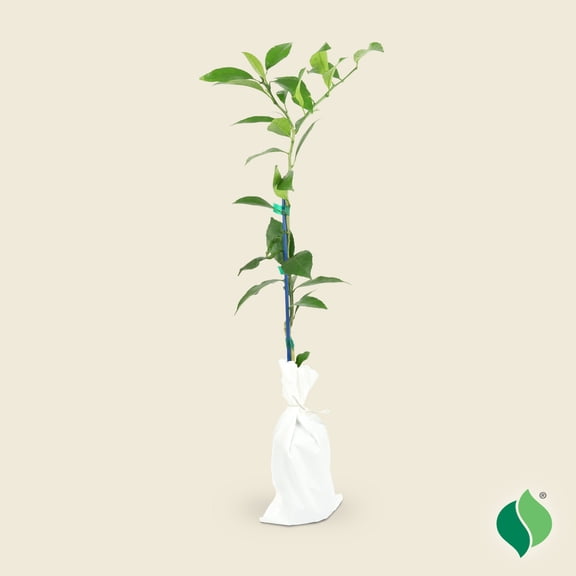 DeGroot Kishu Mandarin Citrus Live Tree