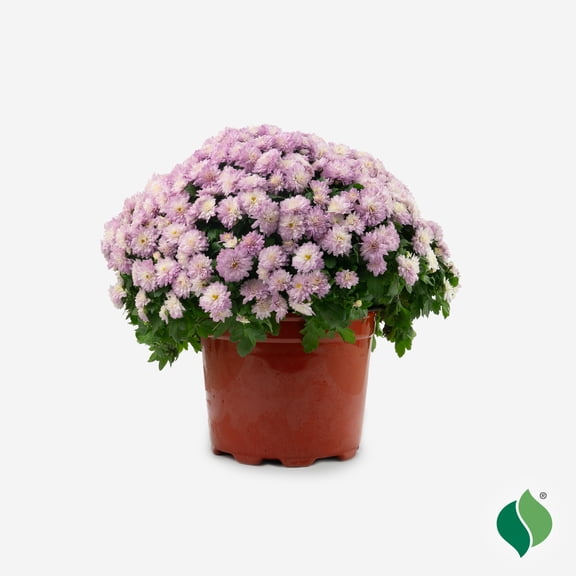 DeGroot Live Plant Purple Hardy Mum in 8" pot