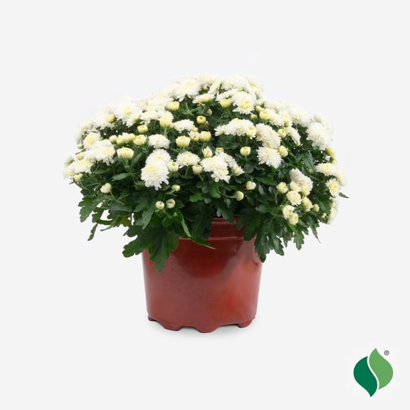 DeGroot Live Plant White Hardy Mum in 8" pot