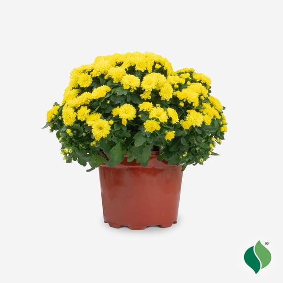 DeGroot Live Plant Yellow Hardy Mum in 8" pot