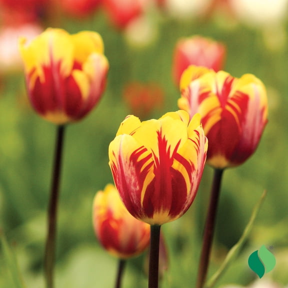 DeGroot Mickey Mouse Tulip Flower Plant Bulbs (12 Count)