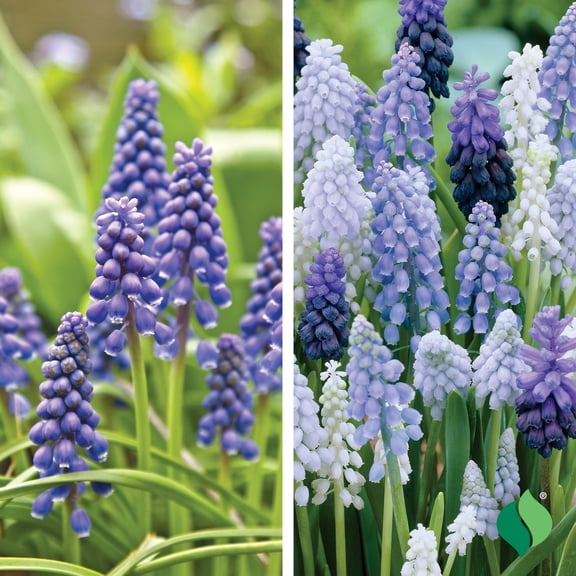DeGroot Muscari Super Mix Flower Plant Bulbs (12 Count)