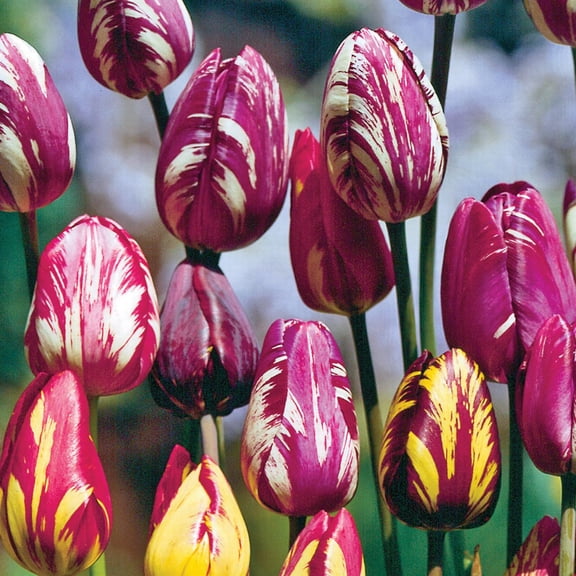 DeGroot Rembrandt Mix Tulip Flower Plant Bulbs (12 Count)