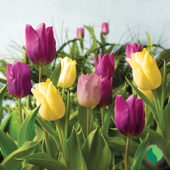 DeGroot Royal Prince Mix Tulip Flower Plant Bulbs (12 Count)