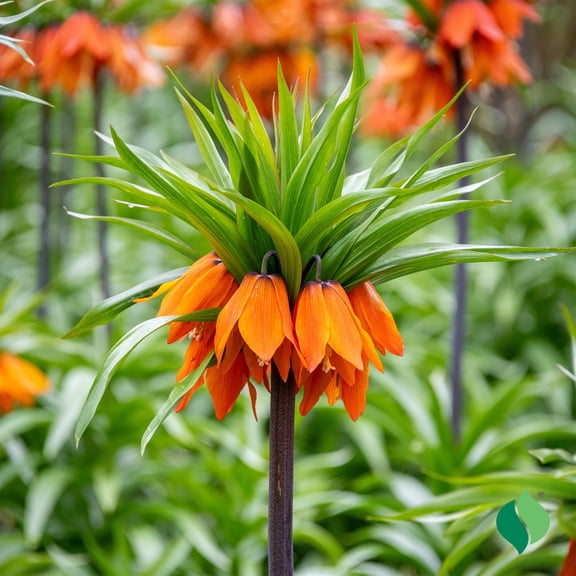 DeGroot Rubra Fritillaria Flower Plant Bulbs (3 Count)