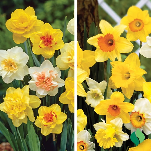 DeGroot Sunburst Daffodil Mix Flower Plant Bulbs (12 Count)