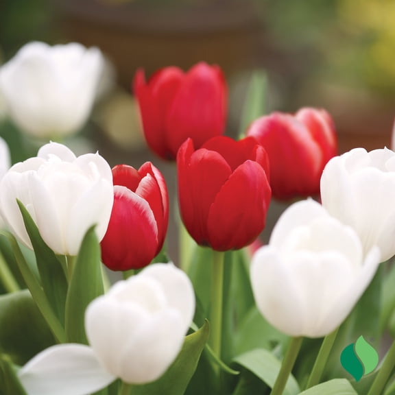 DeGroot Valentine Mix Tulip Flower Plant Bulbs (12 Count)