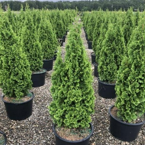 DeGroot's Spire Arborvitae - Thuja occidentalis 'DeGroot's Spire'