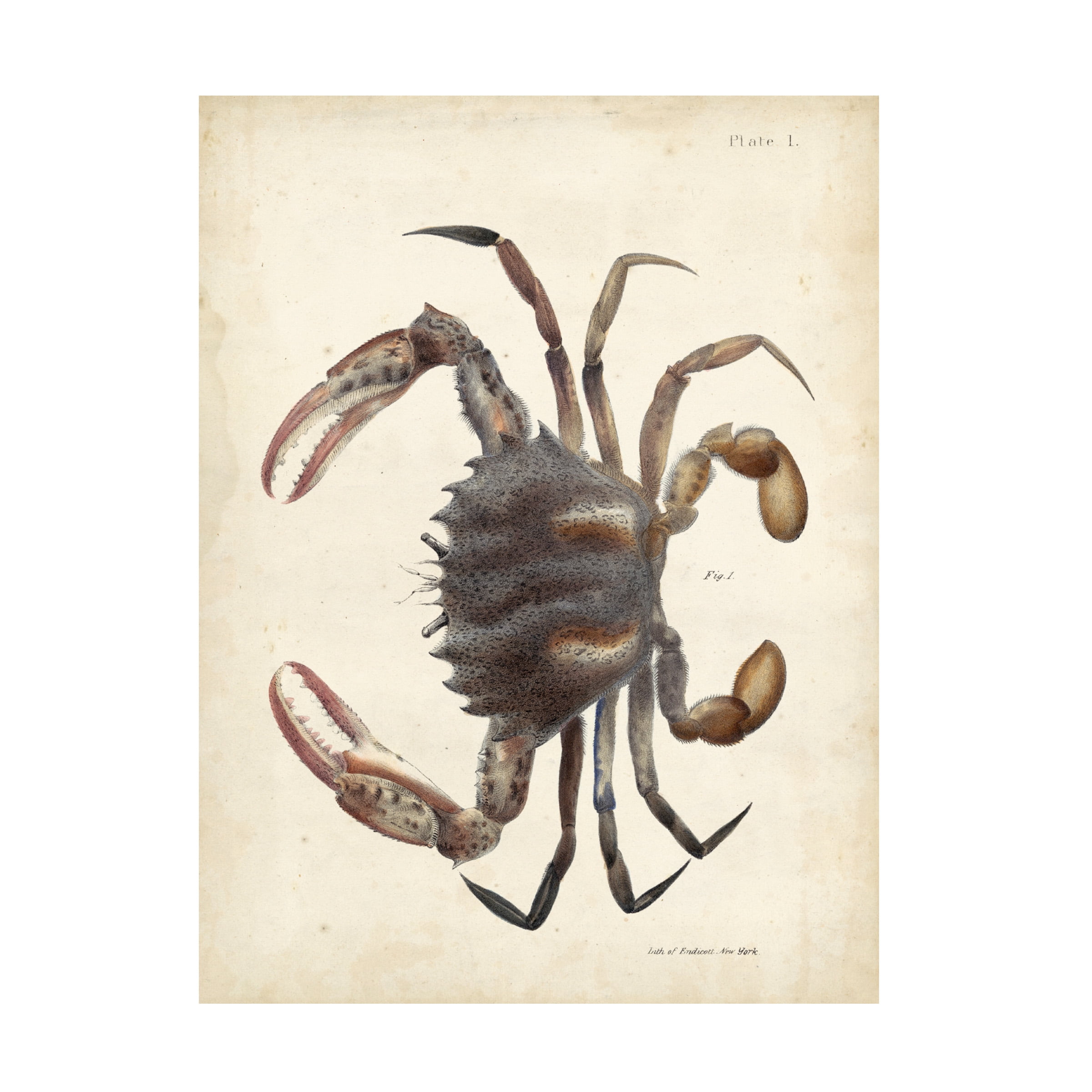 DeKay 'Vintage Crab I' Canvas Art