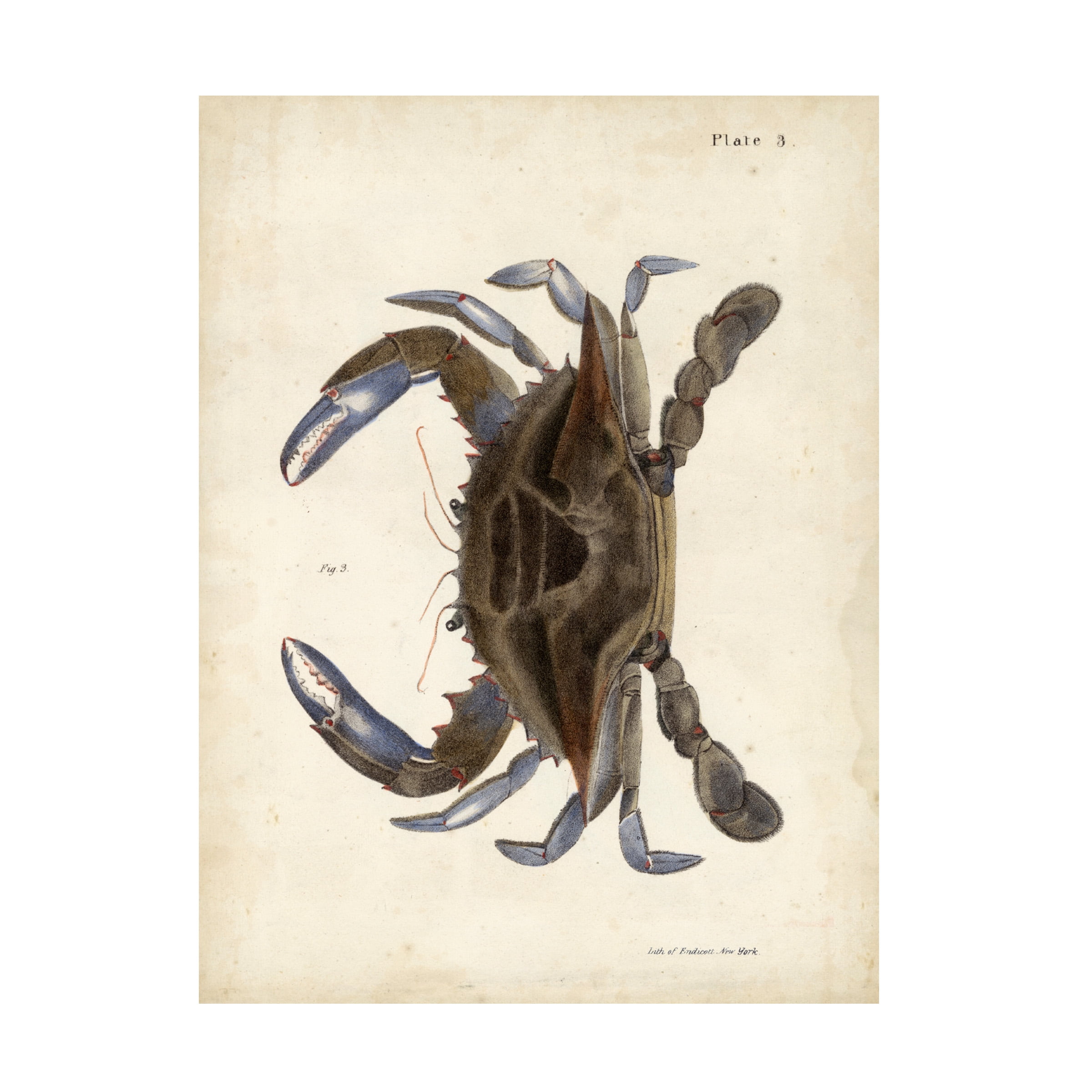 DeKay 'Vintage Crab II' Canvas Art