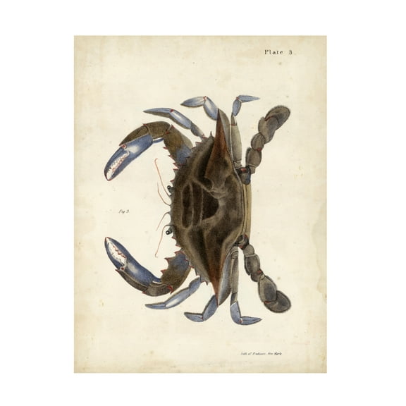 DeKay 'Vintage Crab II' Canvas Art