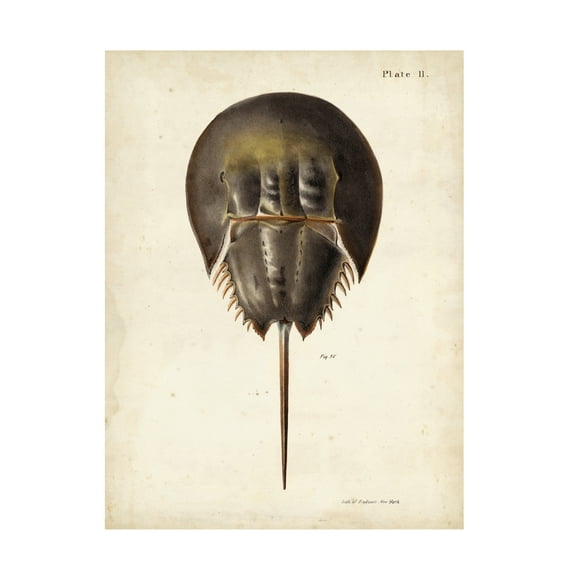 DeKay 'Vintage Horseshoe Crab' Canvas Art